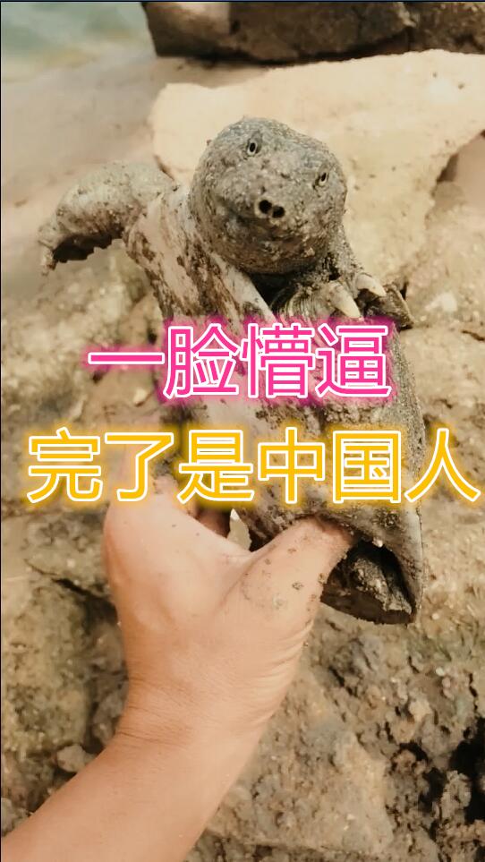 抓甲鱼视频100斤大甲鱼,甲鱼高手视频教程