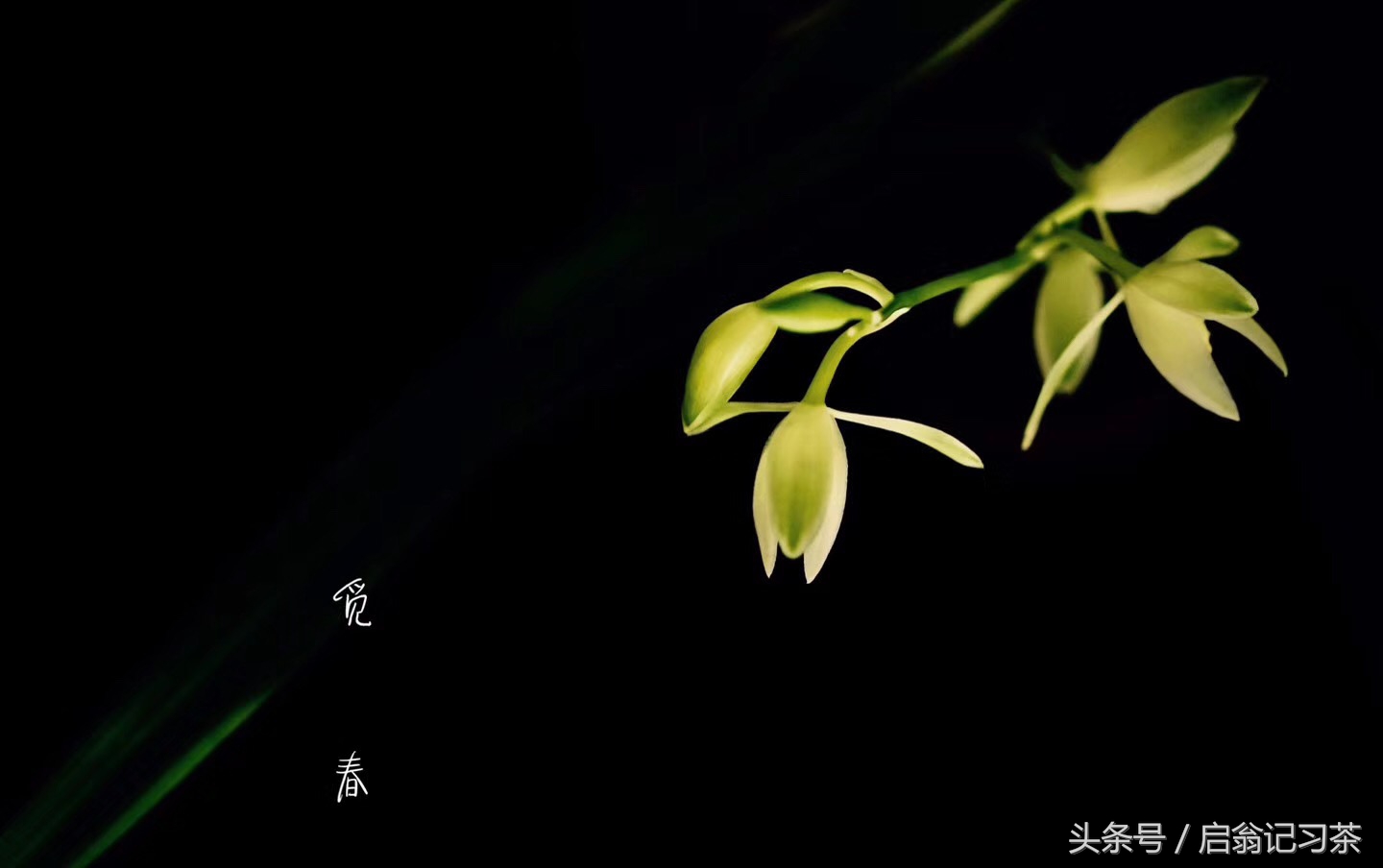 有关茶叶的回甘生津的视频,茶叶苦回味甘甜是什么茶