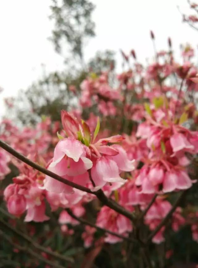 推荐|大明山风景区恢复开放啦！花都开好了，你还不来么？