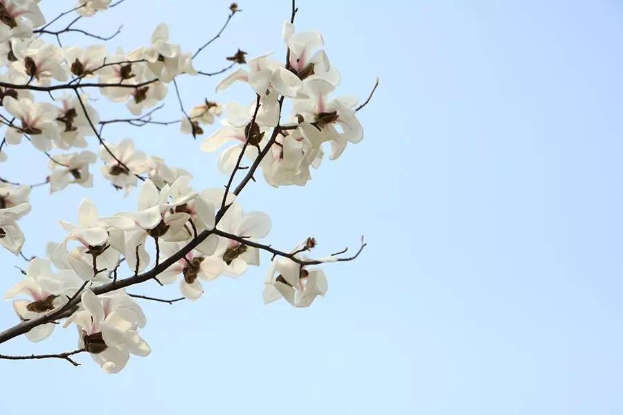 南京十大赏花胜地,南京玄武湖春季赏花攻略请收好