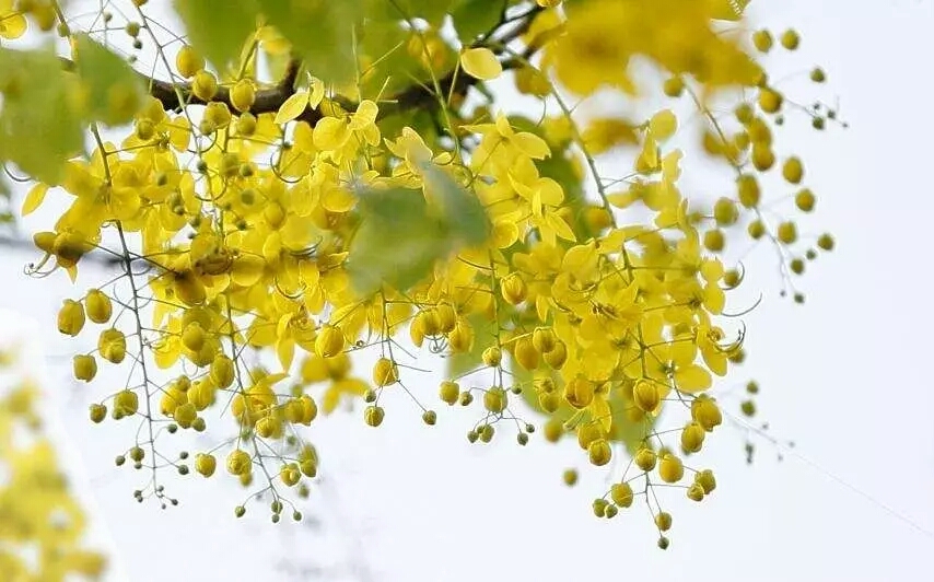 各个国家的国花有什么,各个国家的国花是什么花