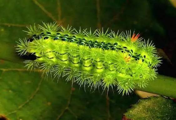 孩子们最害怕的10种虫子,家长反应孩子被虫子咬了