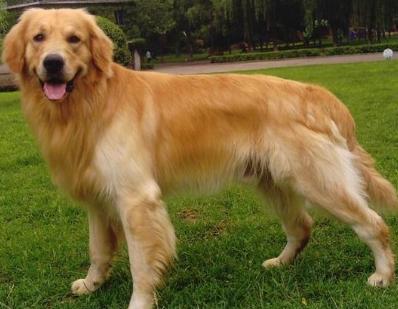 饲养金毛的禁忌,金毛为啥不建议新手养