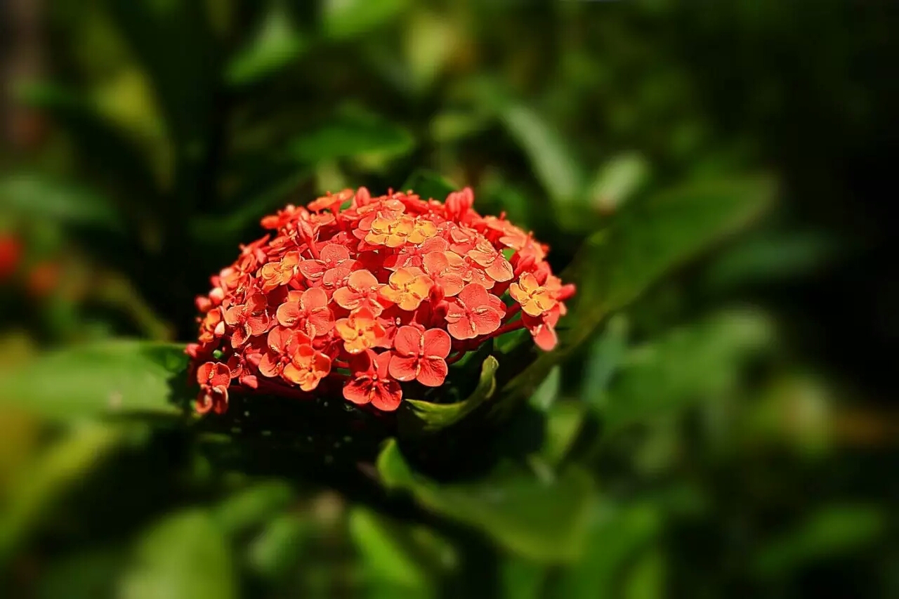 各国的国花有哪些,各国的国花及其象征意义