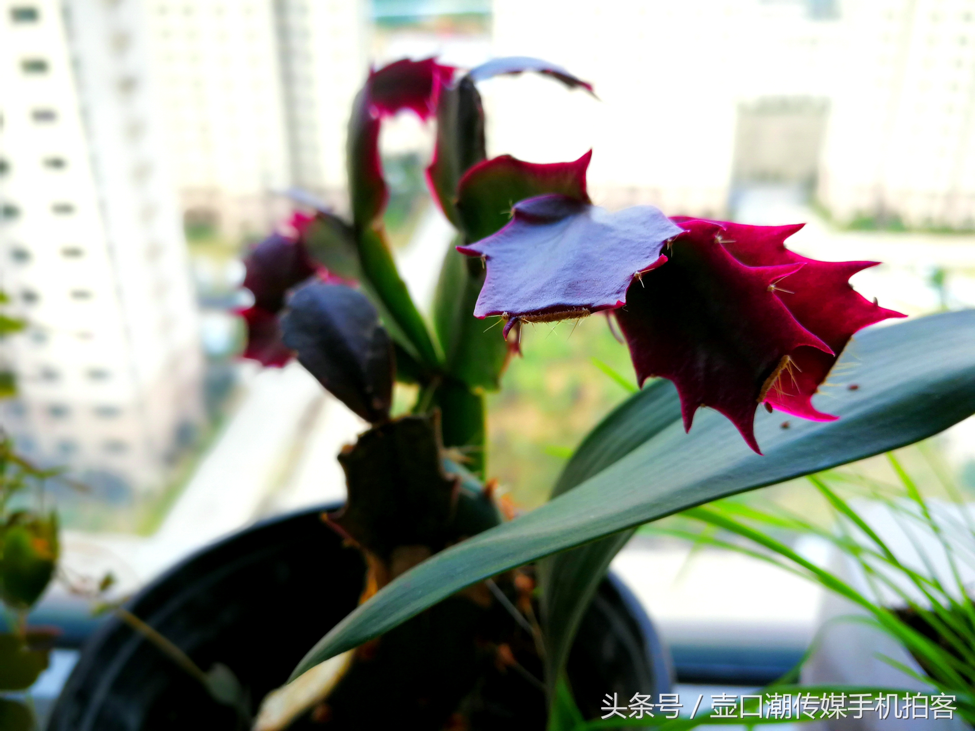 临汾:手机拍拍工作室的花~再好的装修也比不了和大自然和谐相处