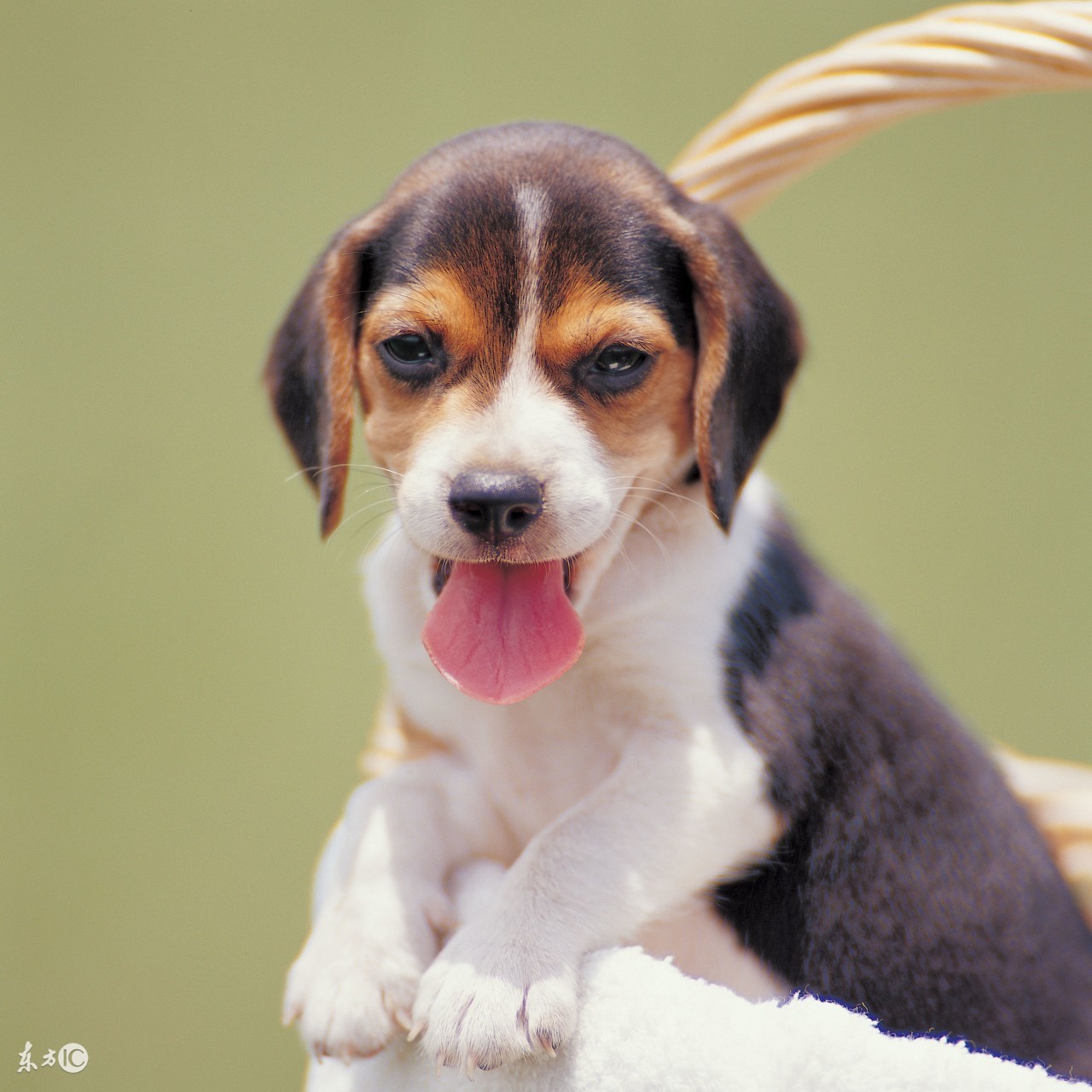 科普篇关于狗狗发情的小知识