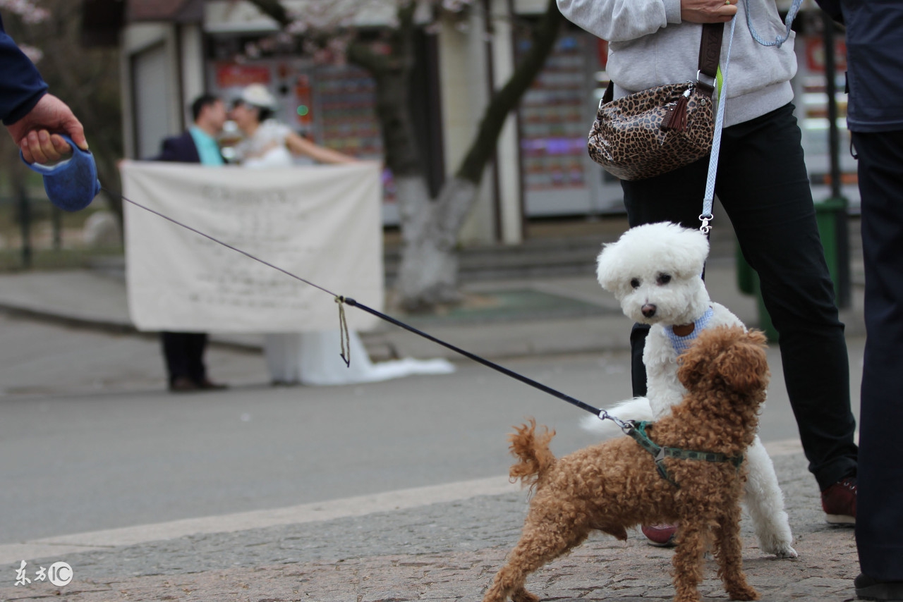科普篇关于狗狗发情的小知识