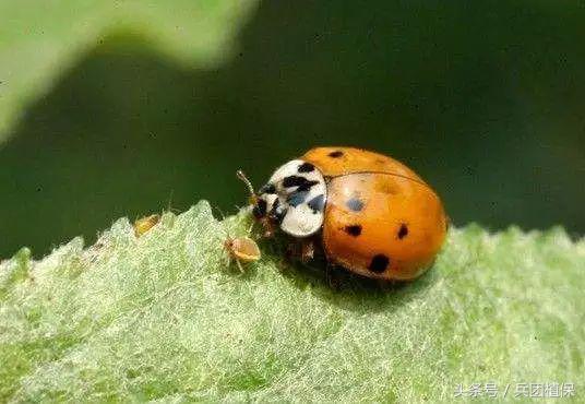 农田益虫,田间益虫到底有多可怕
