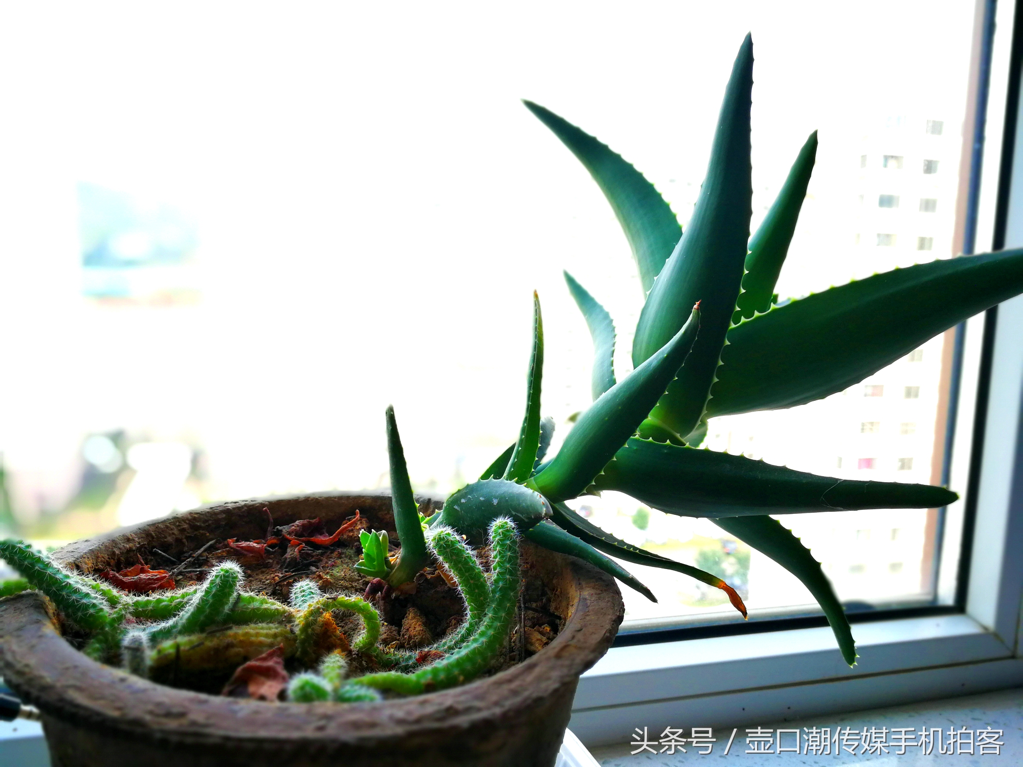 临汾:手机拍拍工作室的花~再好的装修也比不了和大自然和谐相处