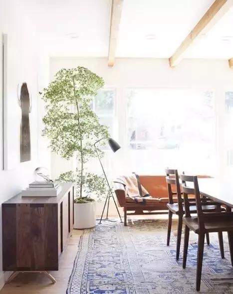 花卉摆放位置有讲究,风水上可以招财的花卉植物