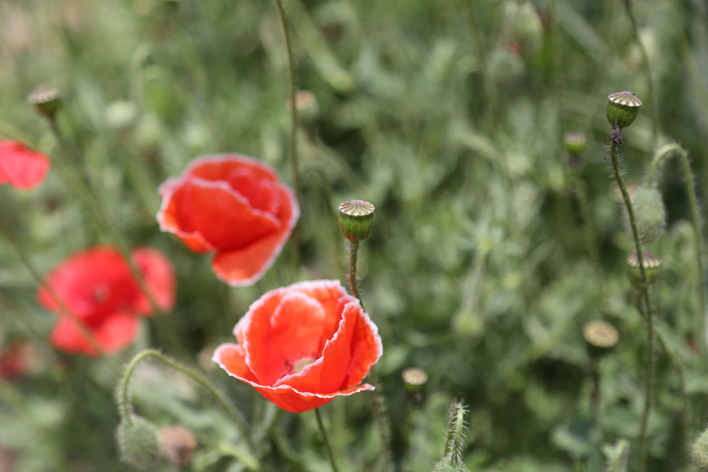 虞美人和罂粟花很像,粟花和虞美人的区别