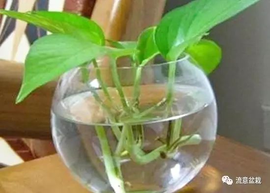 绿萝水培转土养应注意什么,绿萝水培转土培成功率最高的方法