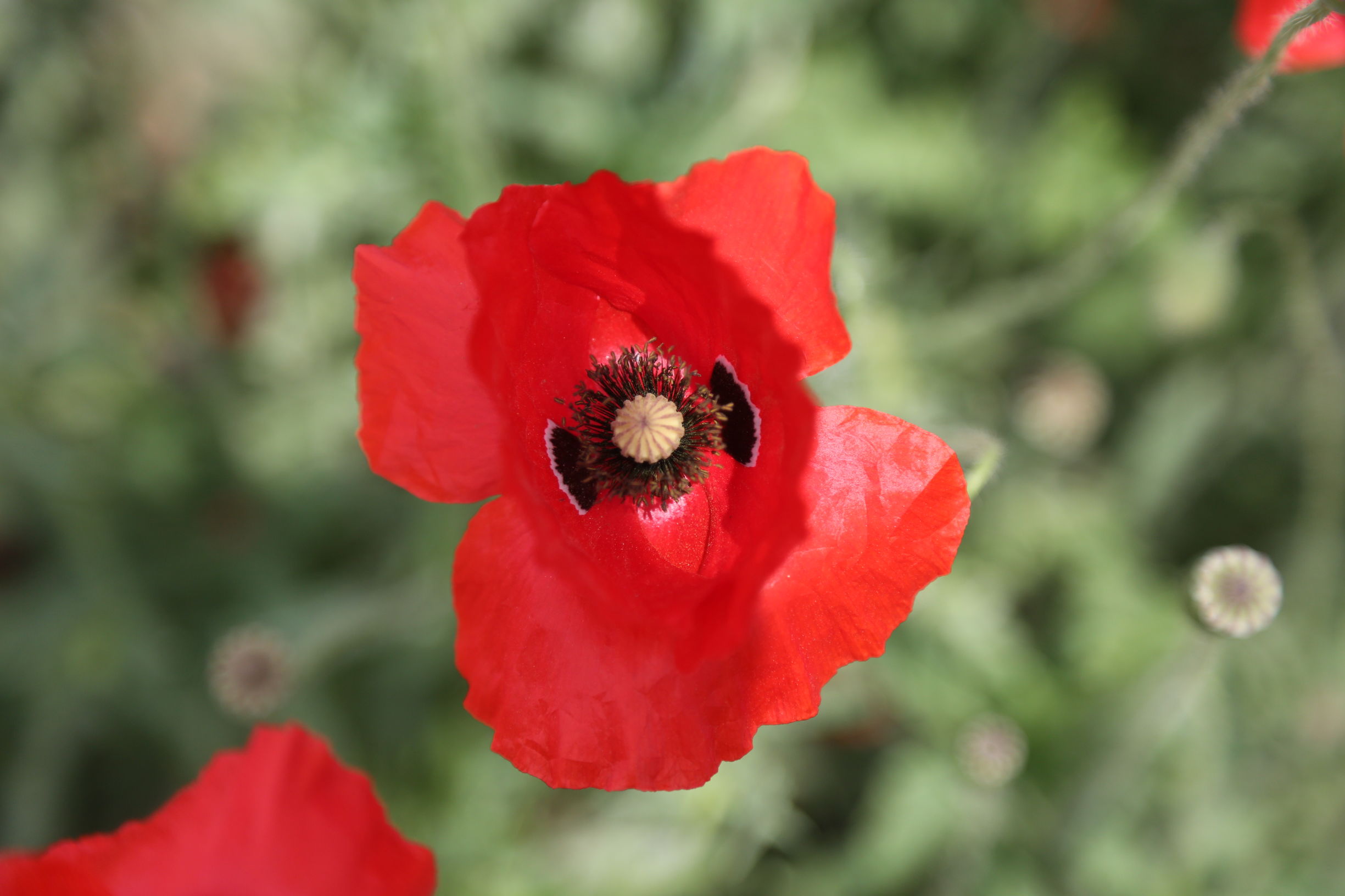 虞美人和罂粟花很像,粟花和虞美人的区别