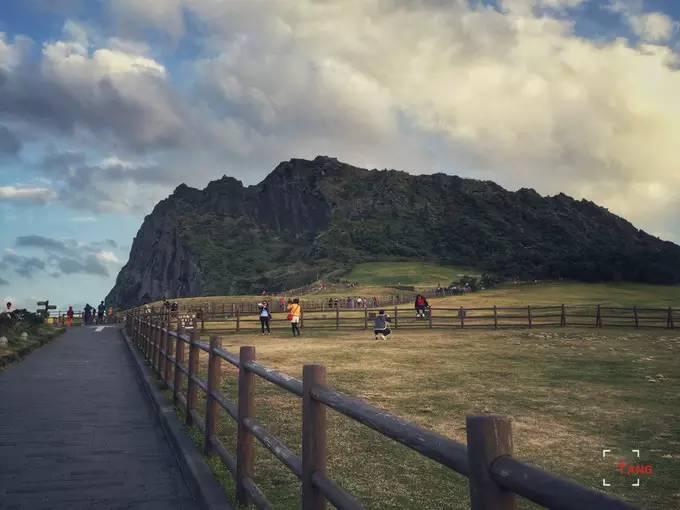 做一只治愈的猫,做一只快乐的柴犬