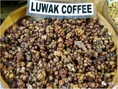 猫屎咖啡的由来和传说,传说中的猫咪咖啡