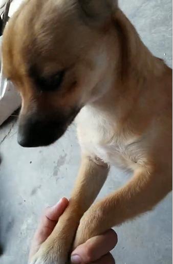 五岁的泰迪狗犬突然死了什么原因,泰迪狗突然尖叫随后死亡