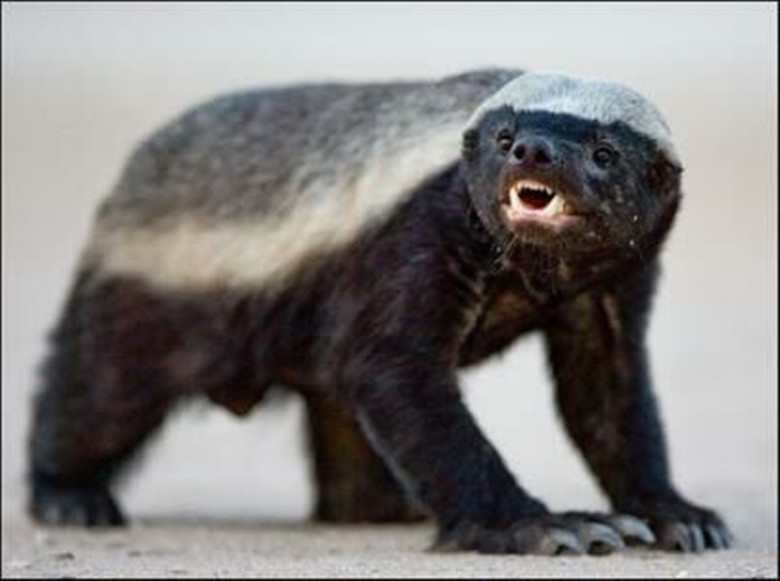 斗犬之王比特犬对上非洲二哥鬣狗,平头哥蜜獾比特