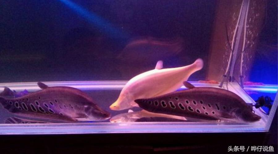 小鱼缸养3条龙鱼好吗,把各种各样的鱼给放到鱼缸里面