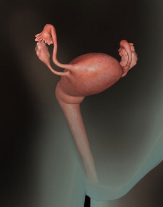 这组高清3D图，带你了解胎宝宝1-40周生长发育全过程