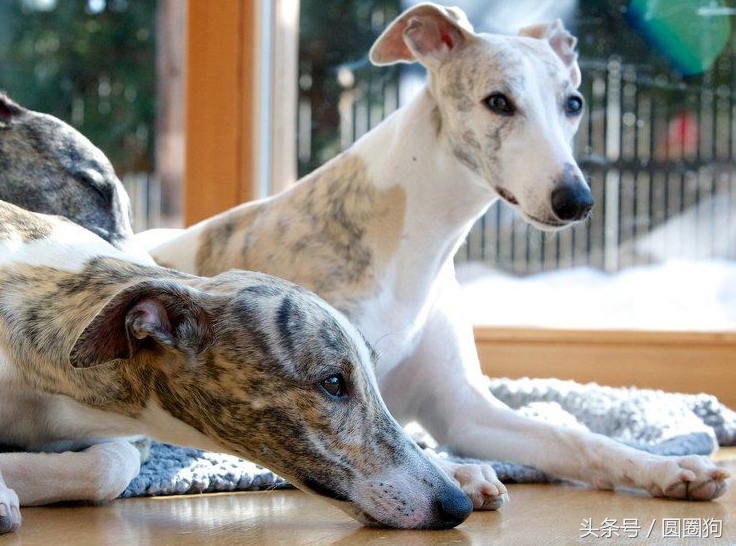 世界名犬比特,世界十大猛犬比特犬