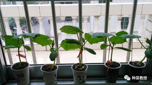阳台种蔬菜烂根小妙招,阳台无土栽培的黄瓜
