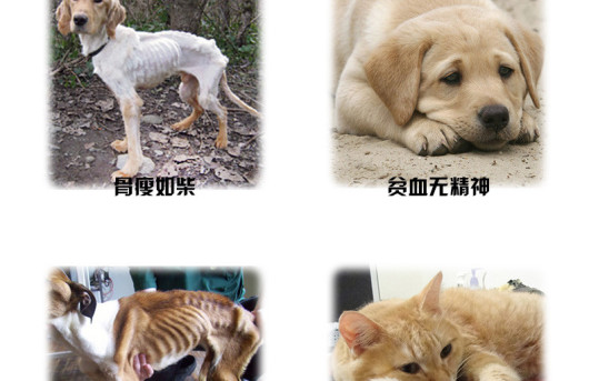 你家狗狗吃屎吃草，你真的不管一管吗？