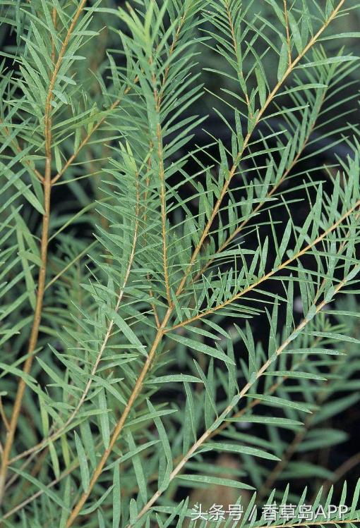 澳洲茶树的发展史,澳洲茶树是松树吗