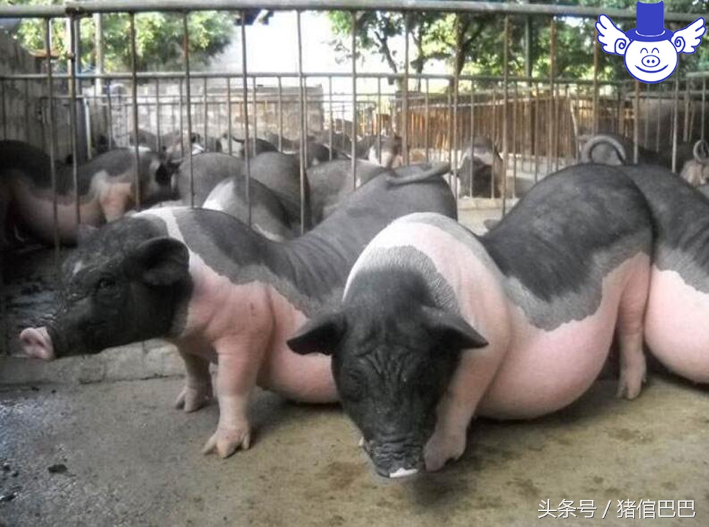 猪场标准水源,猪场用水原则