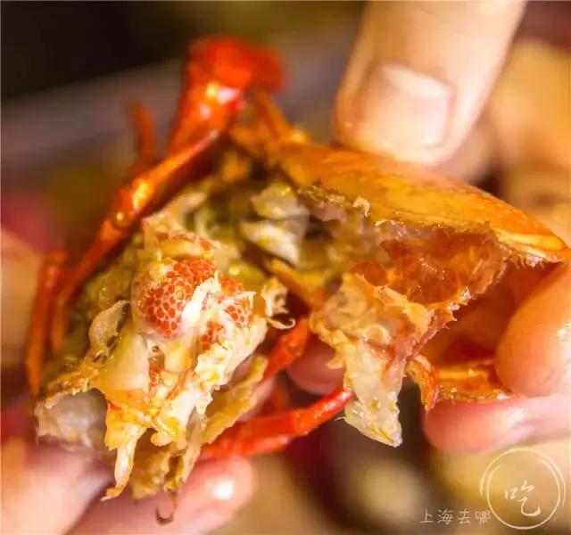 超大爆膏濑尿虾,巨型爆膏濑尿虾