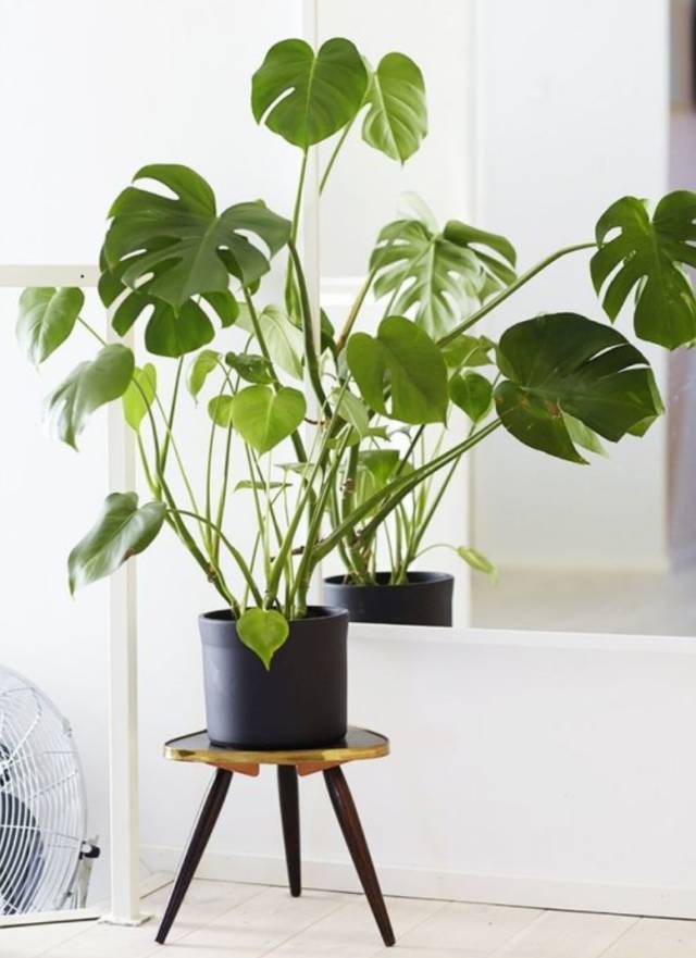 室内吸毒植物养护,能吸毒的盆栽植物有哪些