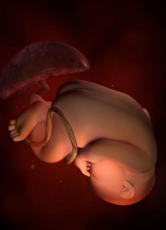 这组高清3D图，带你了解胎宝宝1-40周生长发育全过程