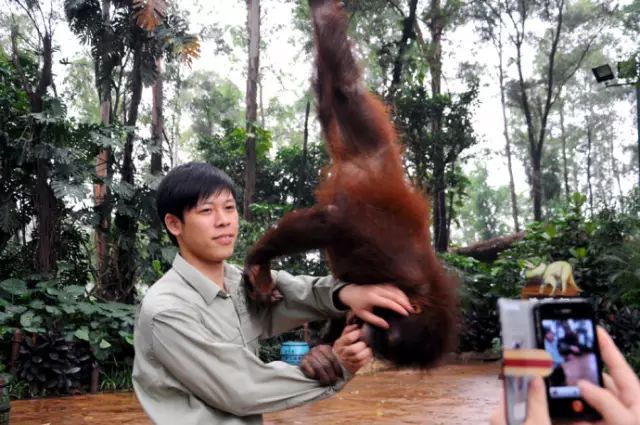 广州长隆野生动物园吃东西攻略,广州长隆野生动物园吃喝攻略