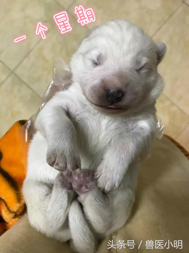 颜值最高的萨摩耶,萨摩耶在犬界的颜值