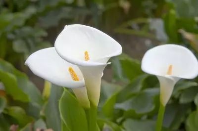 海芋和马蹄莲是同一种植物么,海芋和马蹄莲的区别在哪里