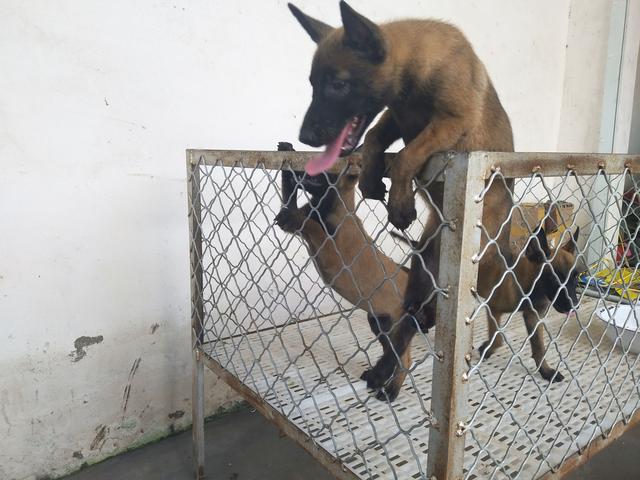 马犬大型犬多少钱,马犬训练好的多少钱一只