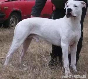 比特属于禁养犬吗,比特犬禁养国家名单