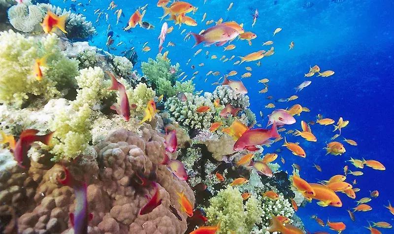 唐山美人鱼海底世界,唐山海底世界海洋馆门票多少钱