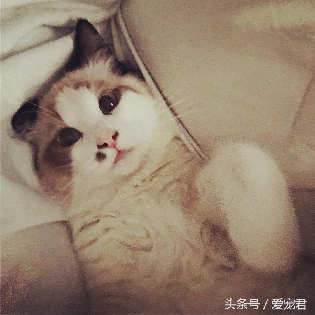 猫咪背朝下趴桌子,猫咪好奇心拉舌头