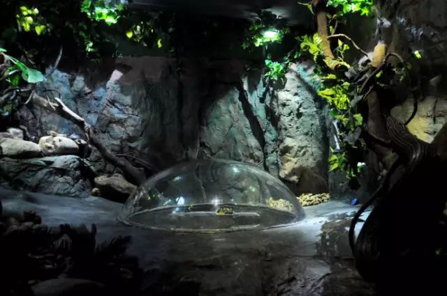 广州长隆野生动物园吃东西攻略,广州长隆野生动物园吃喝攻略