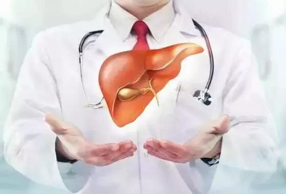 陈皮酵素养肝护肝吗,酵素食疗养生方法