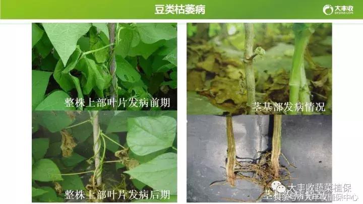 豆类容易得的病,荷兰豆类病害图解大全