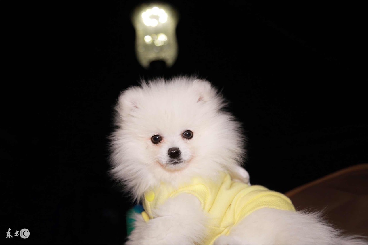 世界名犬博美比赛视频,博美宠物狗的名字大全