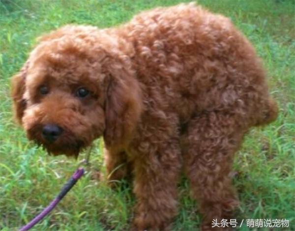 宠物狗泰迪流浪,宠物狗泰迪能吃剩饭吗