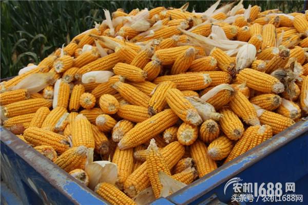 用户和玉米收获机的精神恋爱，良缘还是虐缘请看现场直播