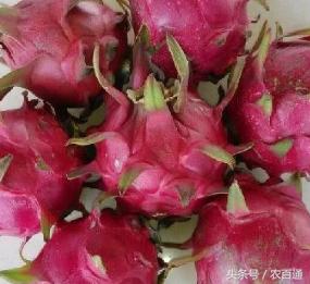 红肉火龙果的做法,火龙果优质高产栽培技术