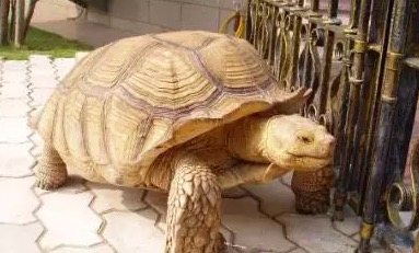 有哪些陆龟是可以养的,陆龟到底要不要排酸