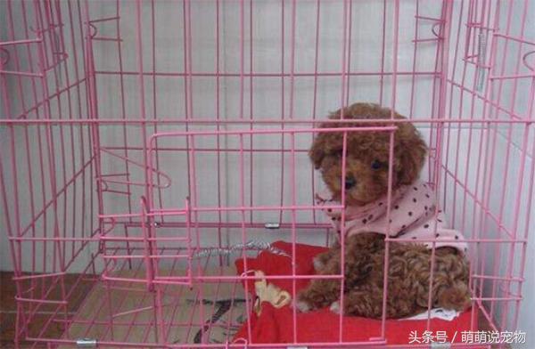 宠物狗泰迪流浪,宠物狗泰迪能吃剩饭吗