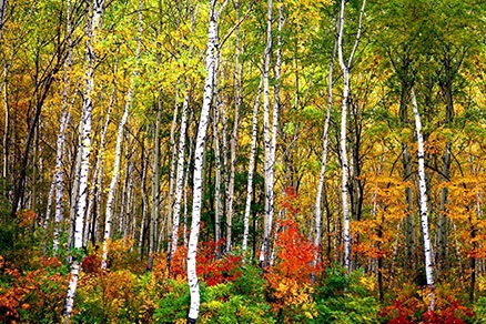 北京不容错过的赏花路线,北京香山红叶林观看最佳时间