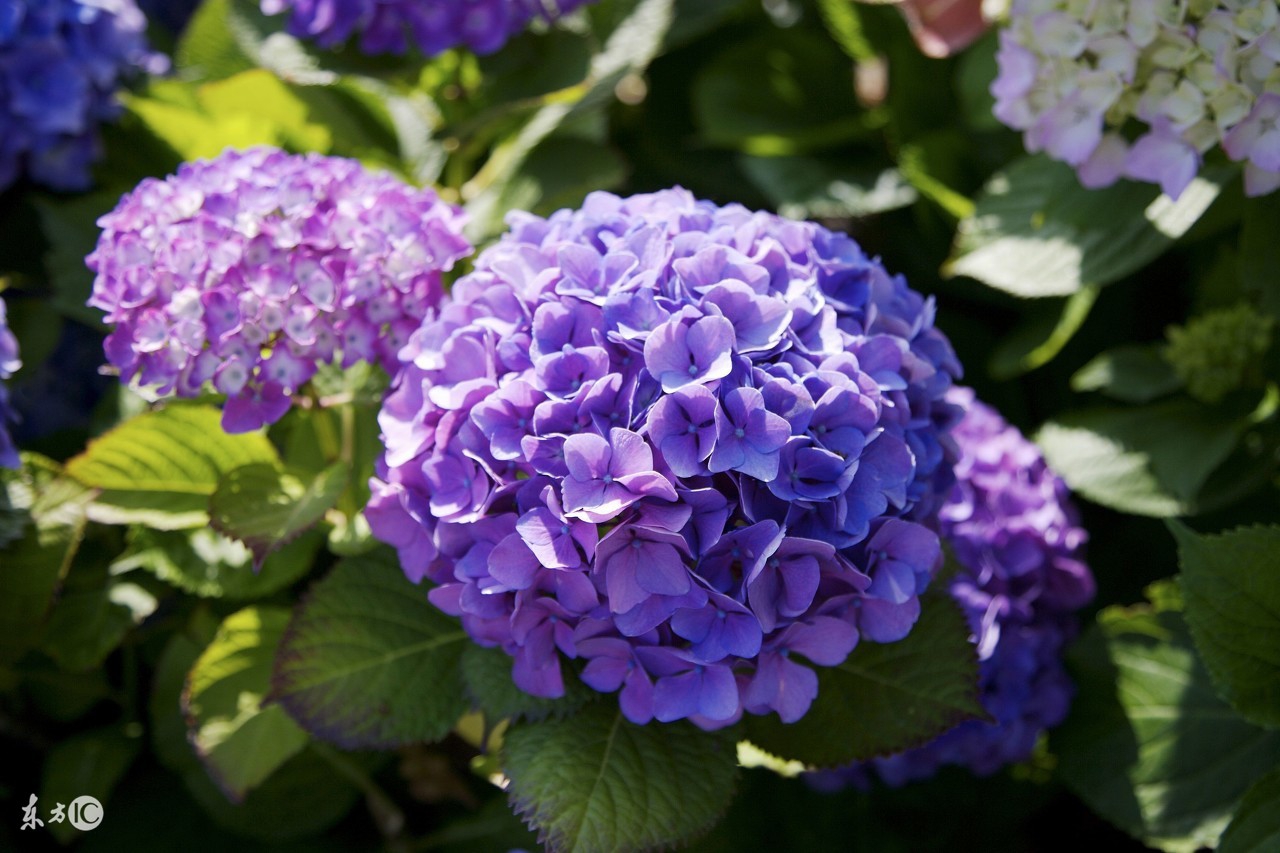 牙痛误食曼陀罗送医院急救洗胃水仙含羞草这些花是“毒美人”