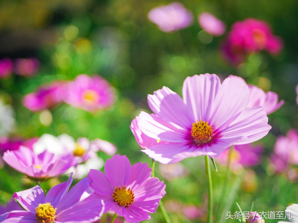 名古屋周边自由行推荐,日本名古屋一日游攻略住宿
